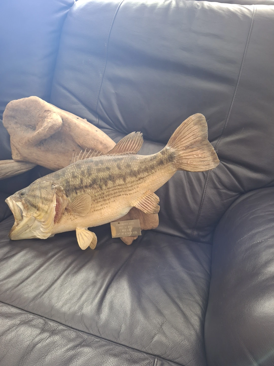 Largemouth Bass Taxidermy Mount