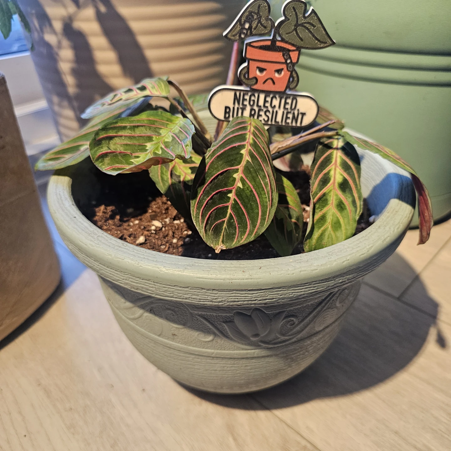 Maranta Red Prayer Plant