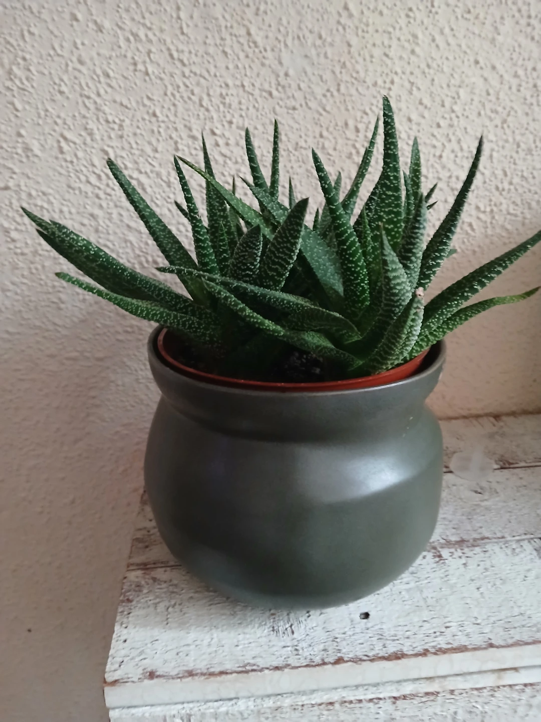 Haworthia Zebra Succulent in Dark Grey Pot - photo 3