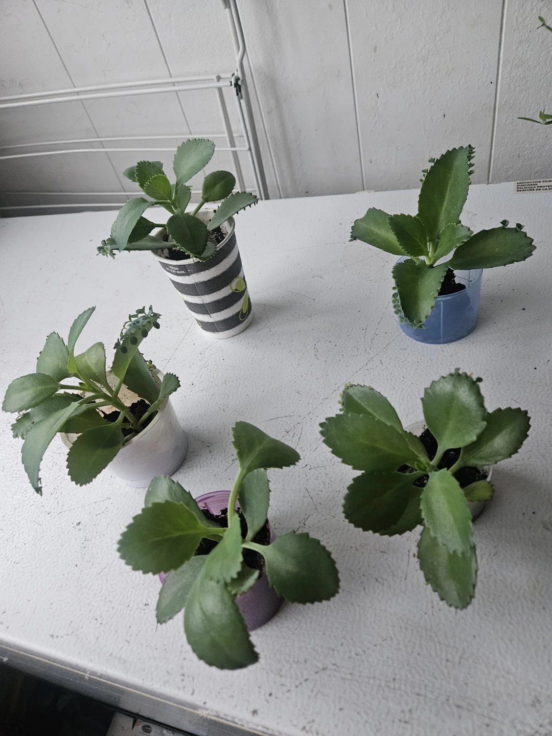 Set of 5 Mother of Thousands Succulent Plants - photo 4