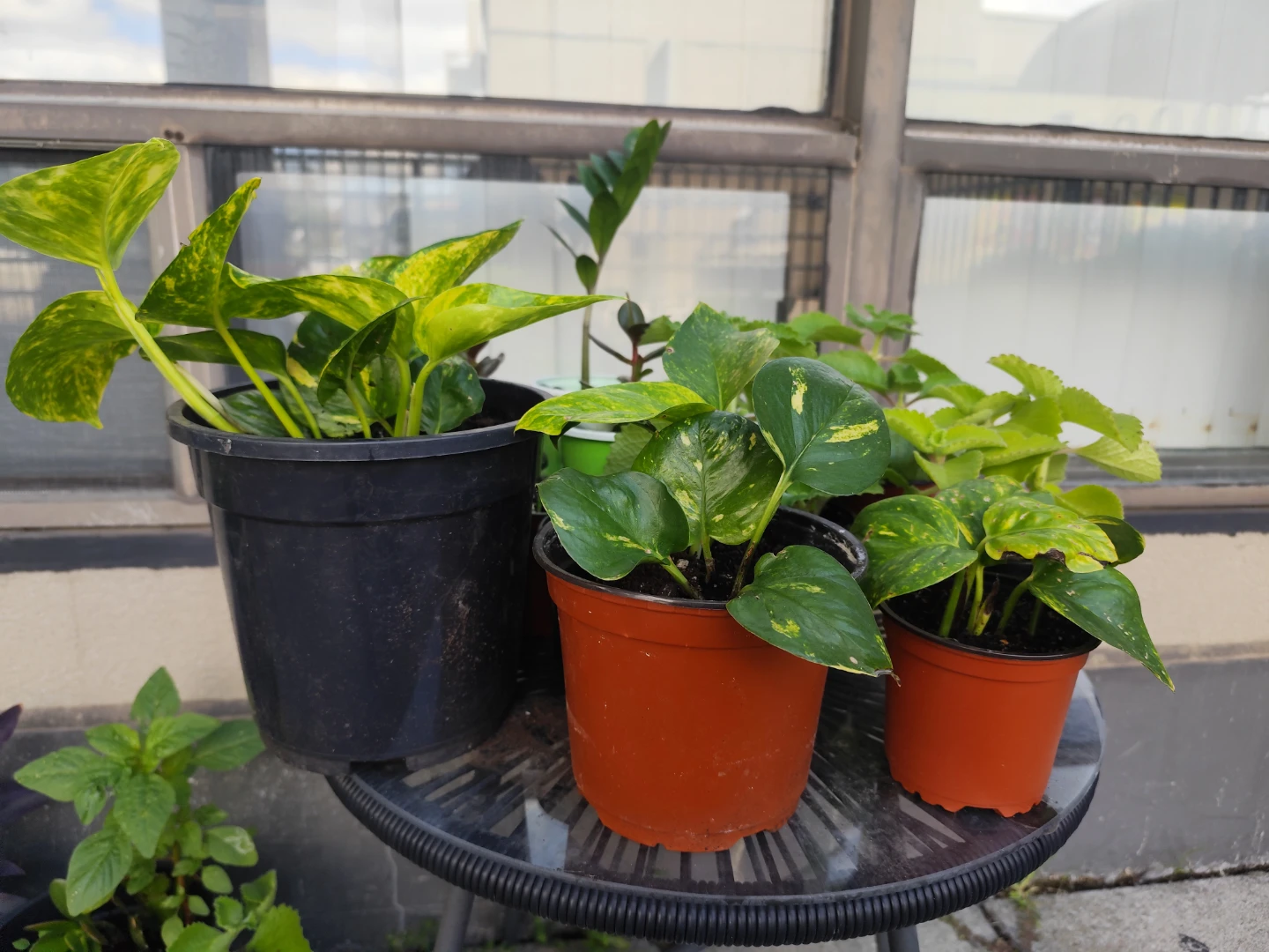 Three Golden Pothos Houseplants