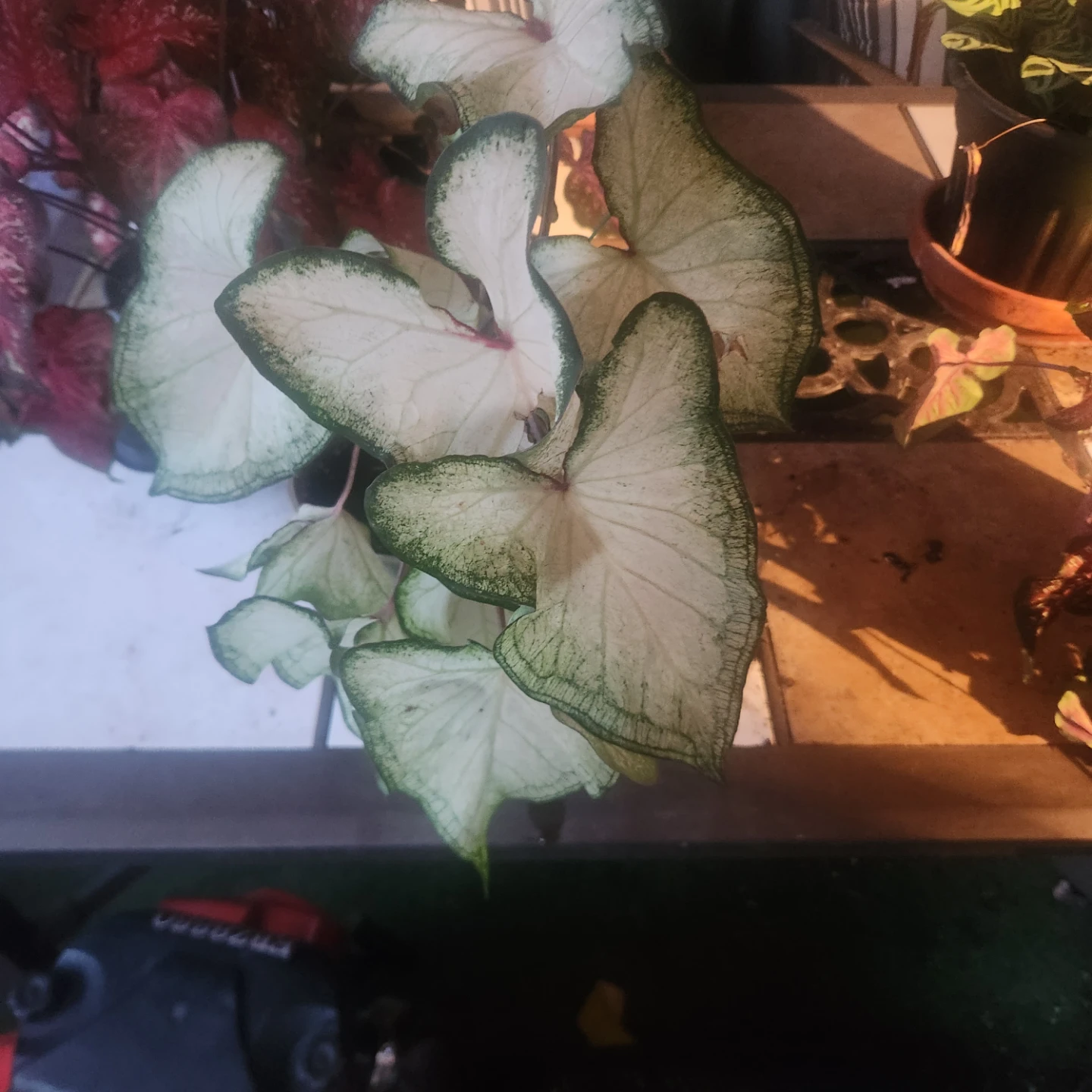 White Caladium plant