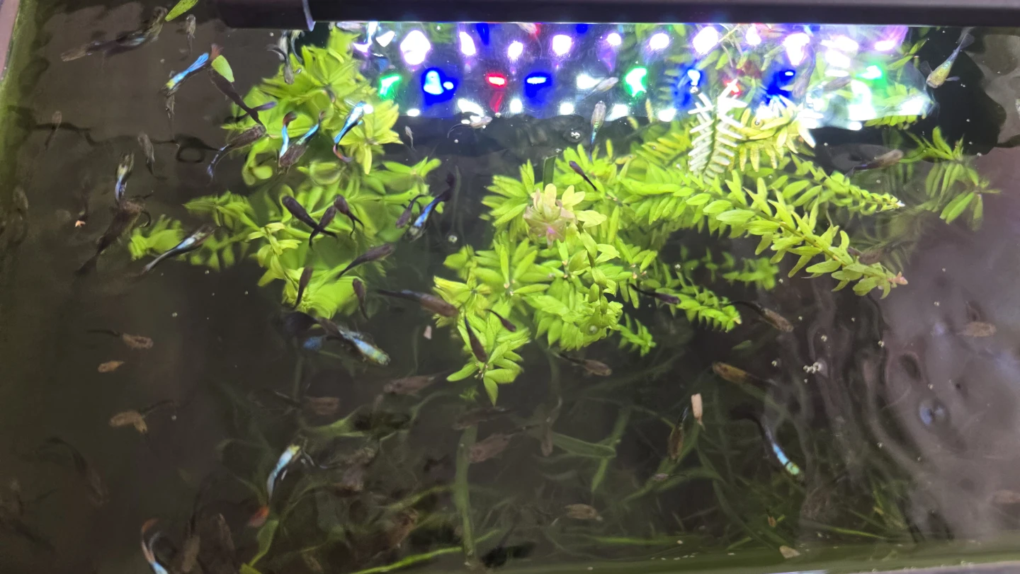 Freshwater Aquarium Guppies