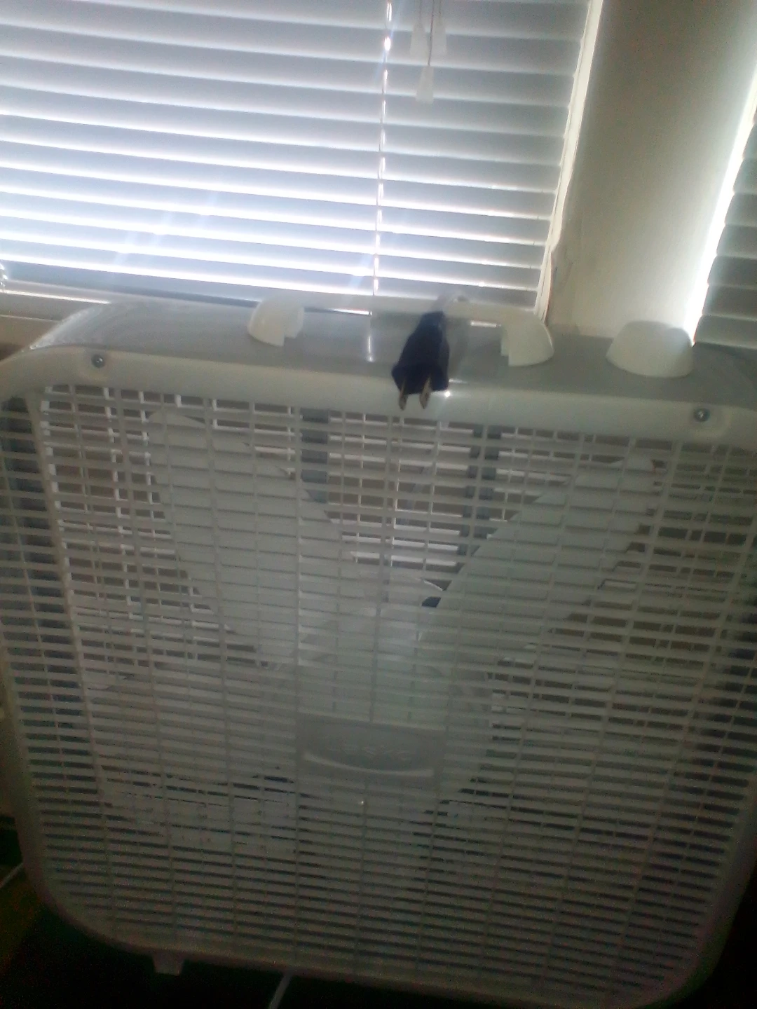 Lasko fan