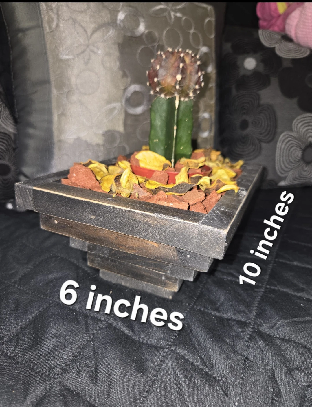 Succulents ready for a  gif 🎁 - photo 5
