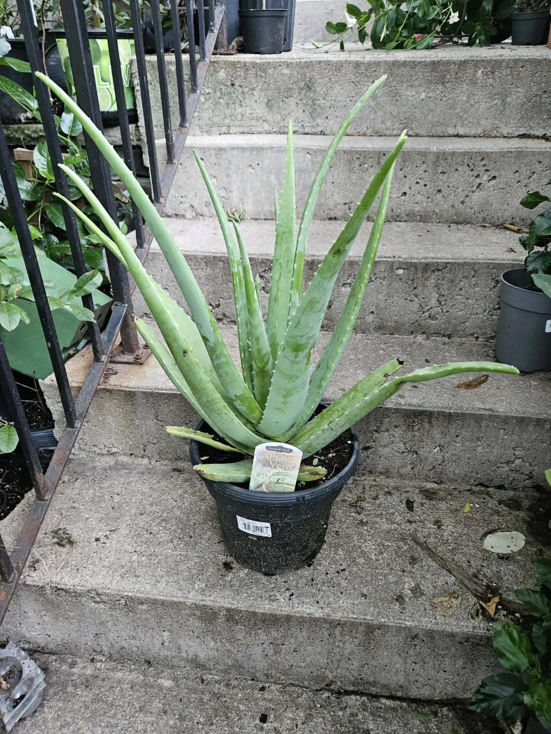 Freeman Herbs Aloe Vera Plant