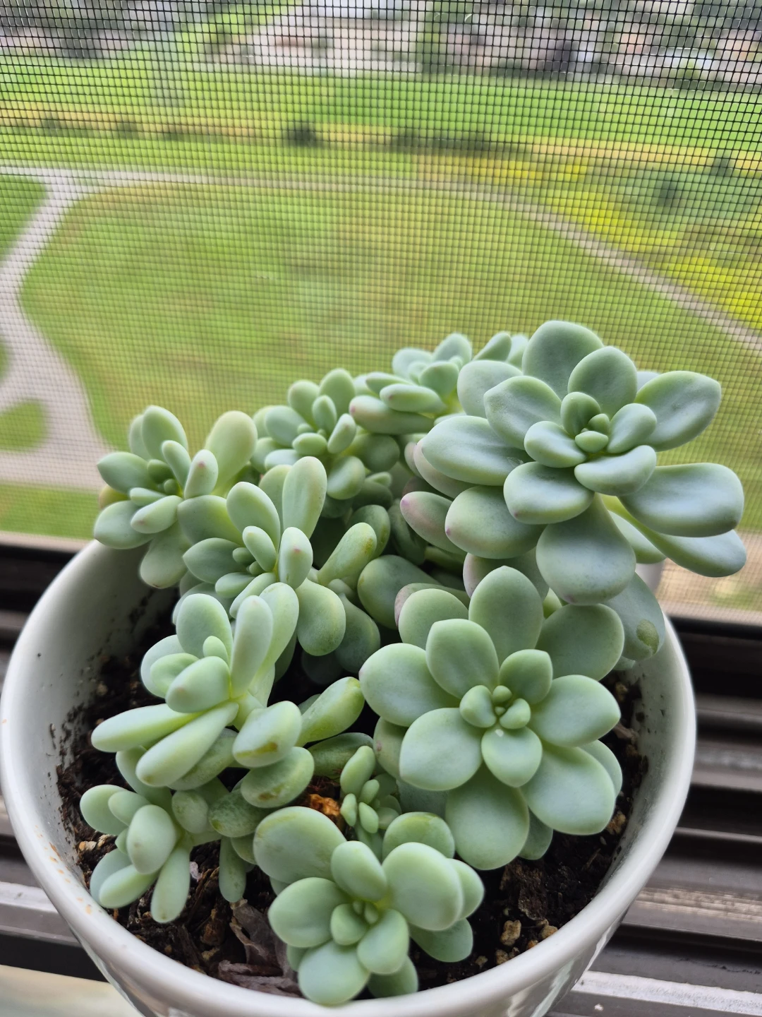 Sedum morganianum Burro's Tail Succulent Plant