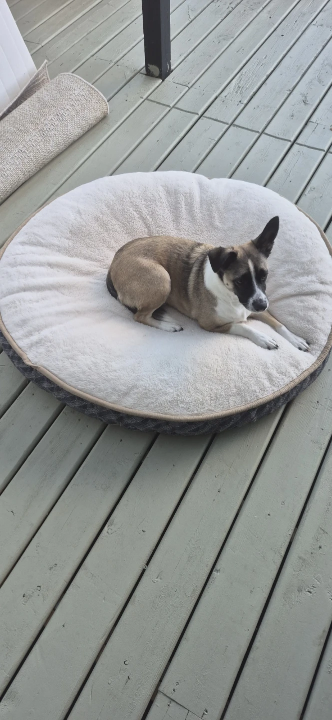 Kirkland Signature Round Dog Bed - photo 2