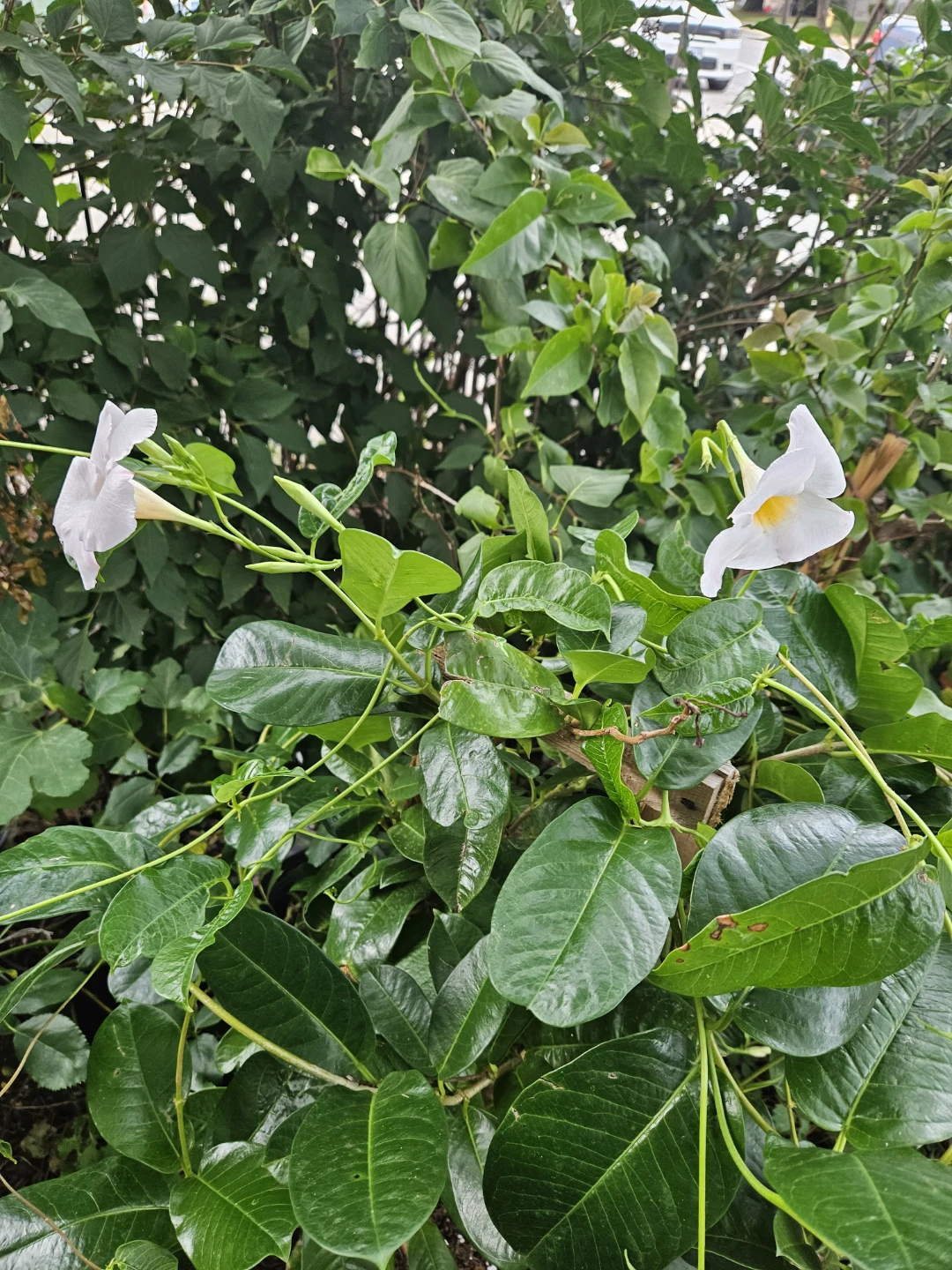 Mandevilla Vine Plant