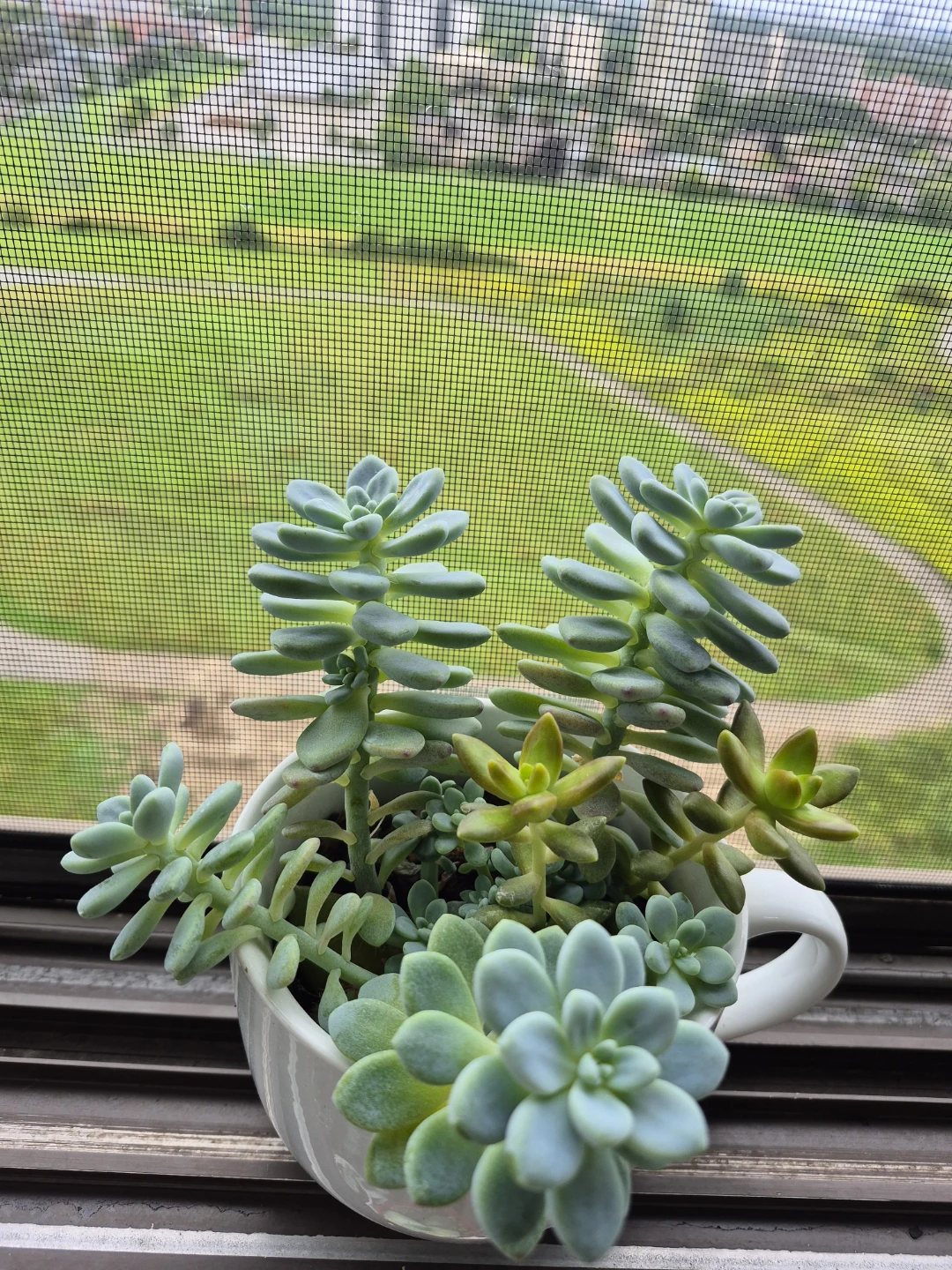 Succulent Arrangement in White Mug - photo 2