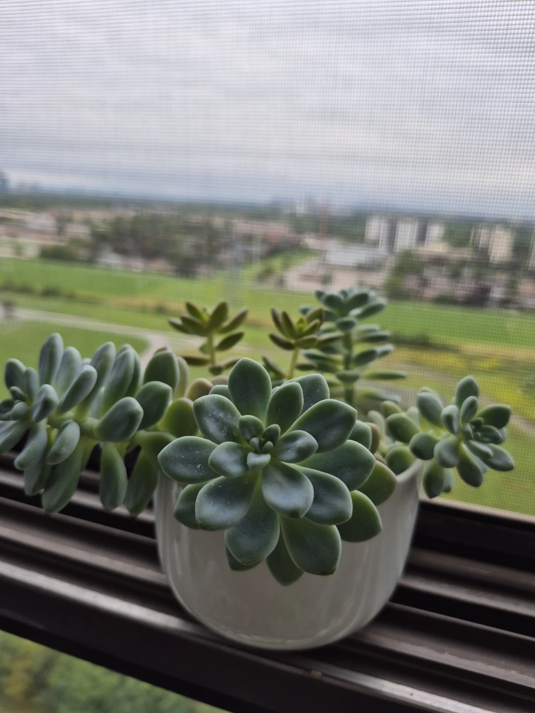 Succulent Arrangement in White Mug - photo 4