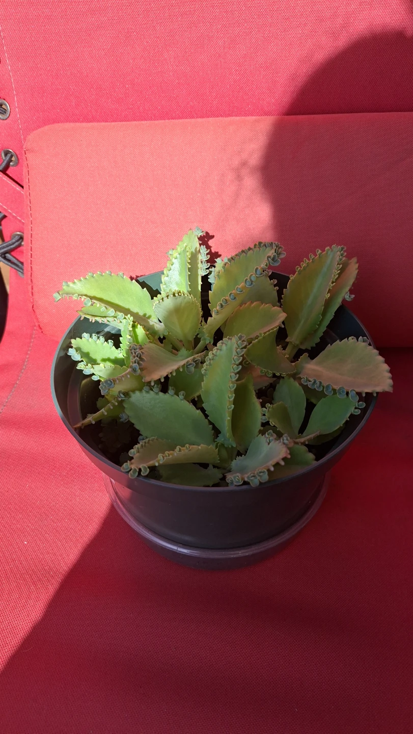 Mother of Thousands Succulent Plant - photo 2