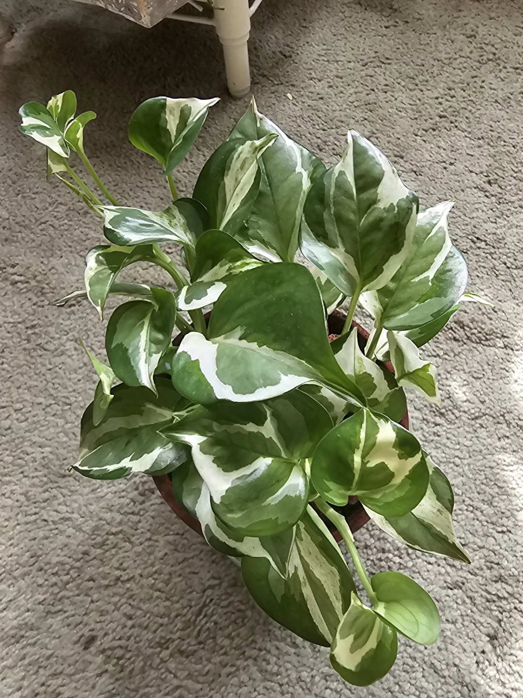 N Joy Variegated Pothos Houseplant