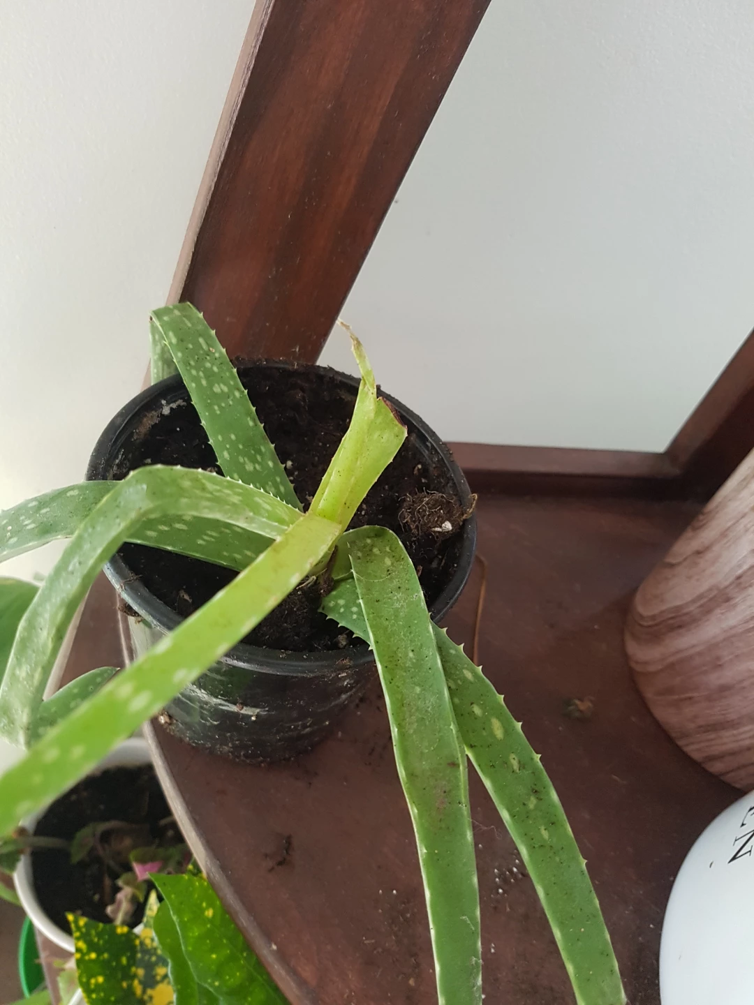 Aloe Vera plant in small pot - photo 3