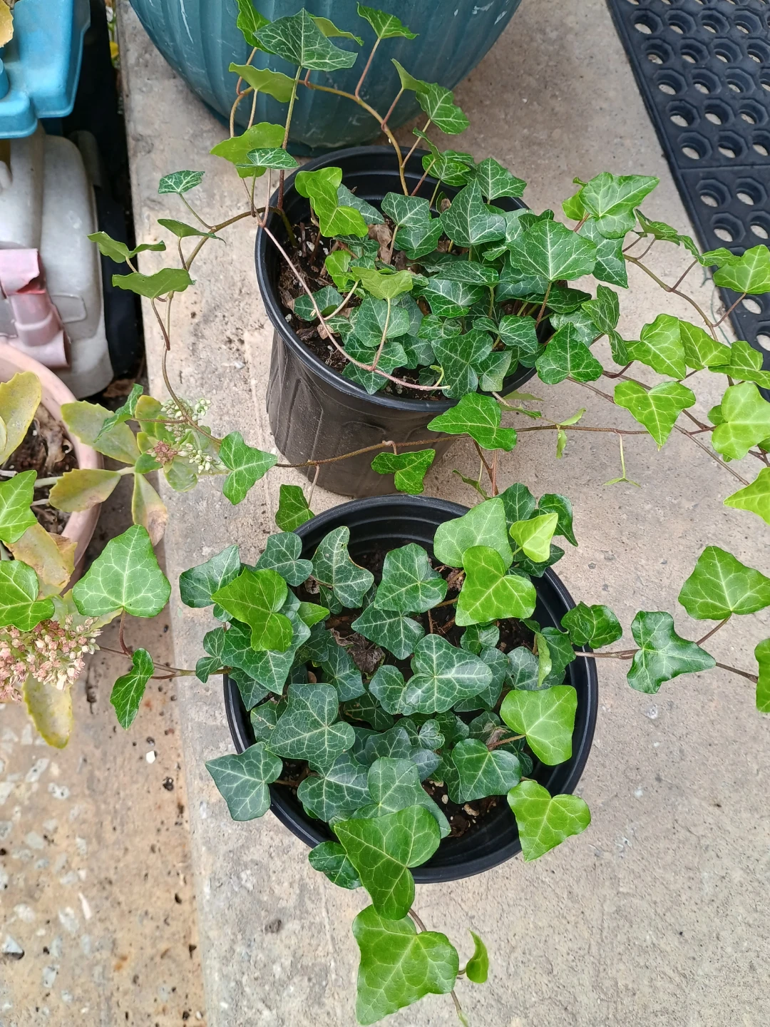 Potted English Ivy Plants - photo 4