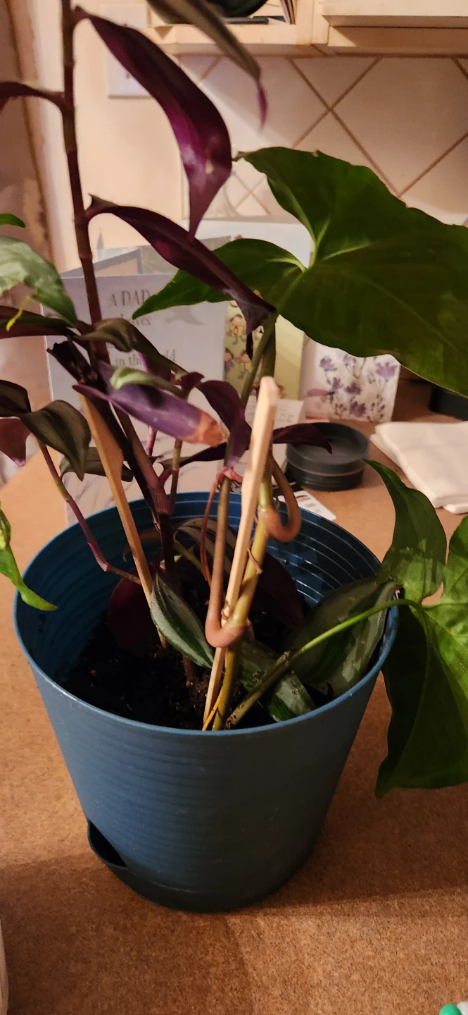Potted Houseplant 🏈 - photo 2