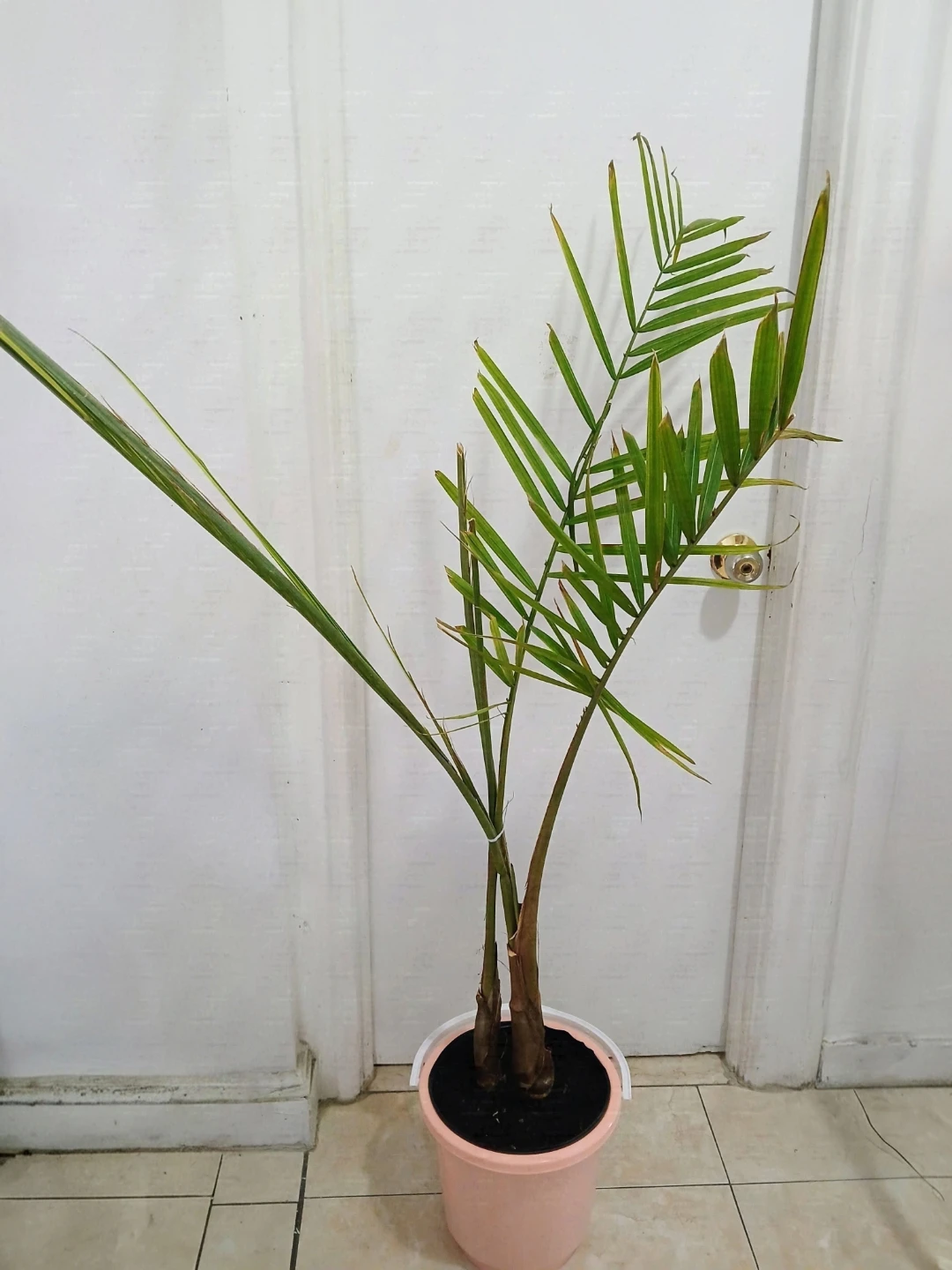 Majestic Palm in Pink Bucket