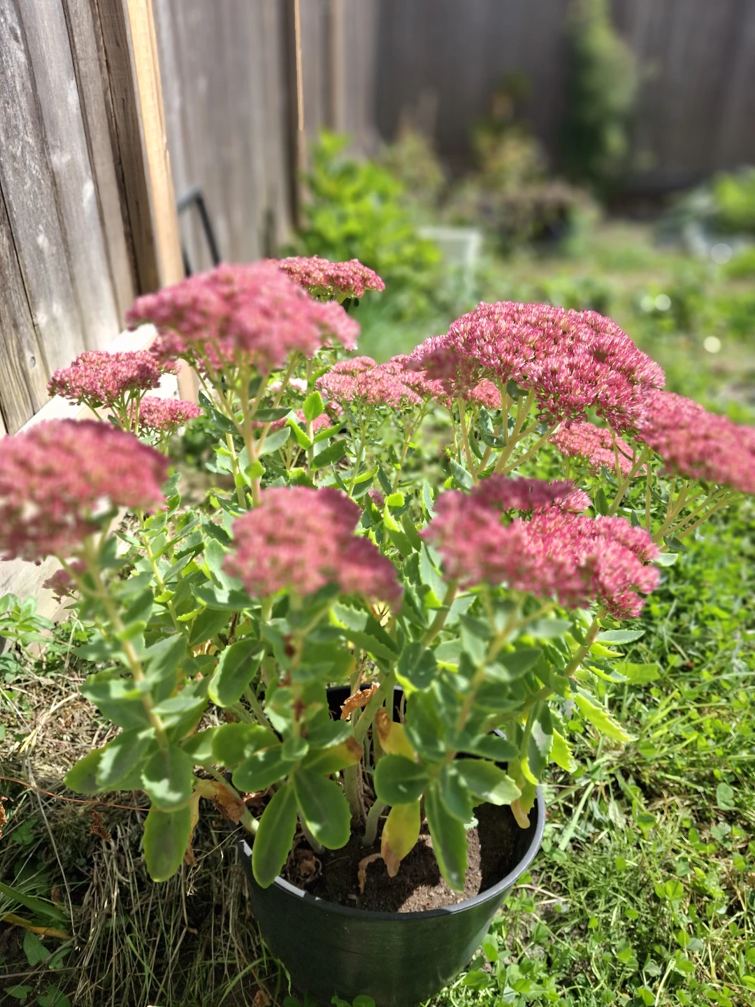 Sedum Autumn Joy Plant - photo 3