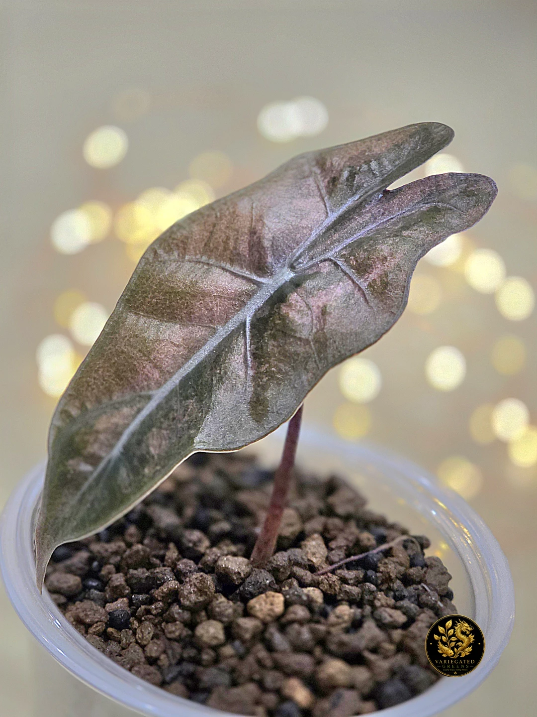 Alocasia pseudosanderiana “Mauve Patina” - photo 2