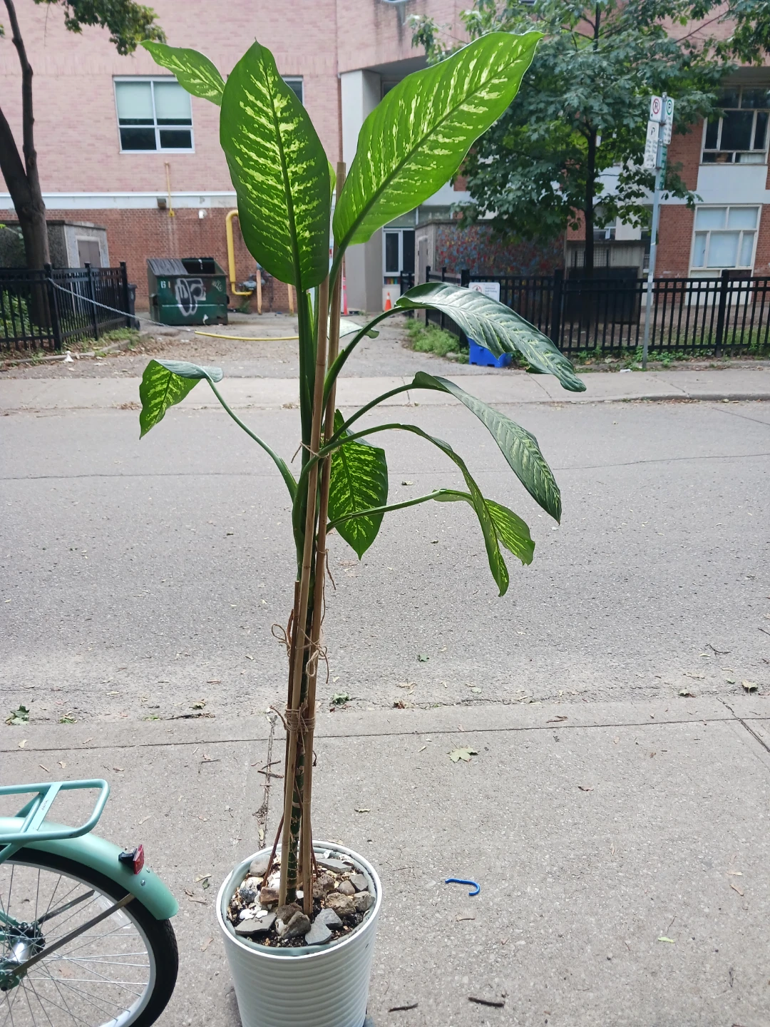 Large Dieffenbachia Houseplant