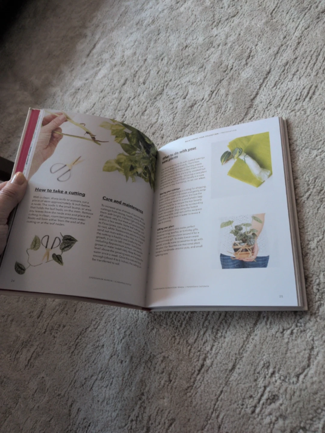 How to Raise a Plant and Make it Love You back - photo 4