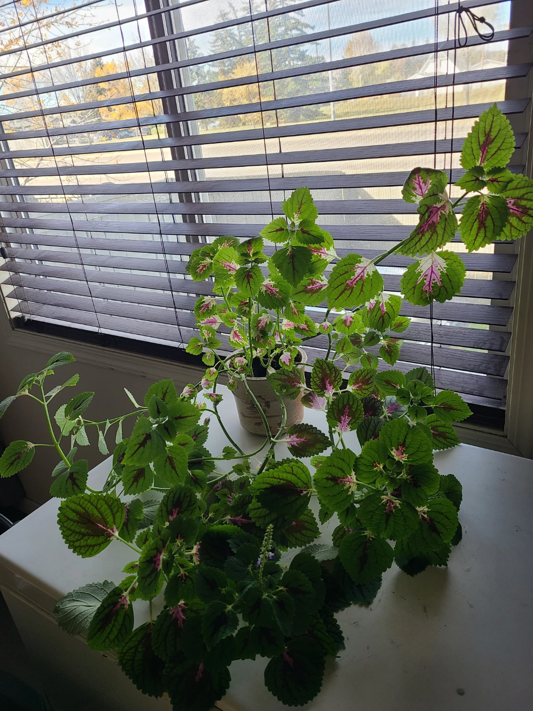Large Coleus Plant - photo 2