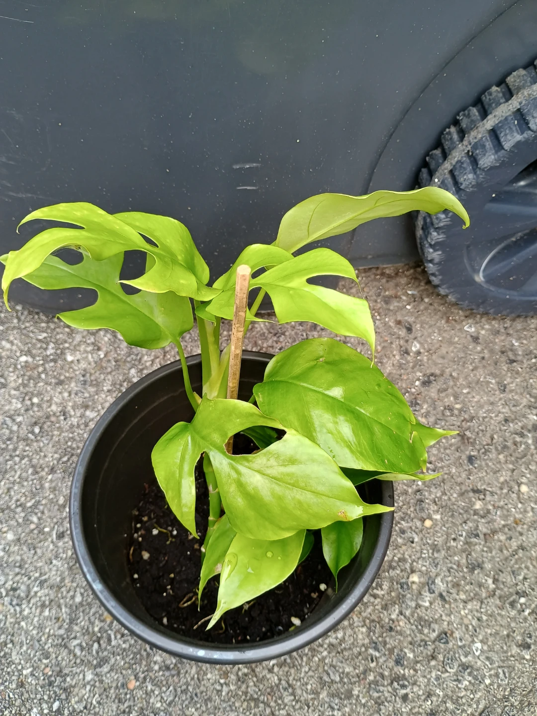 Mini Monstera - photo 3