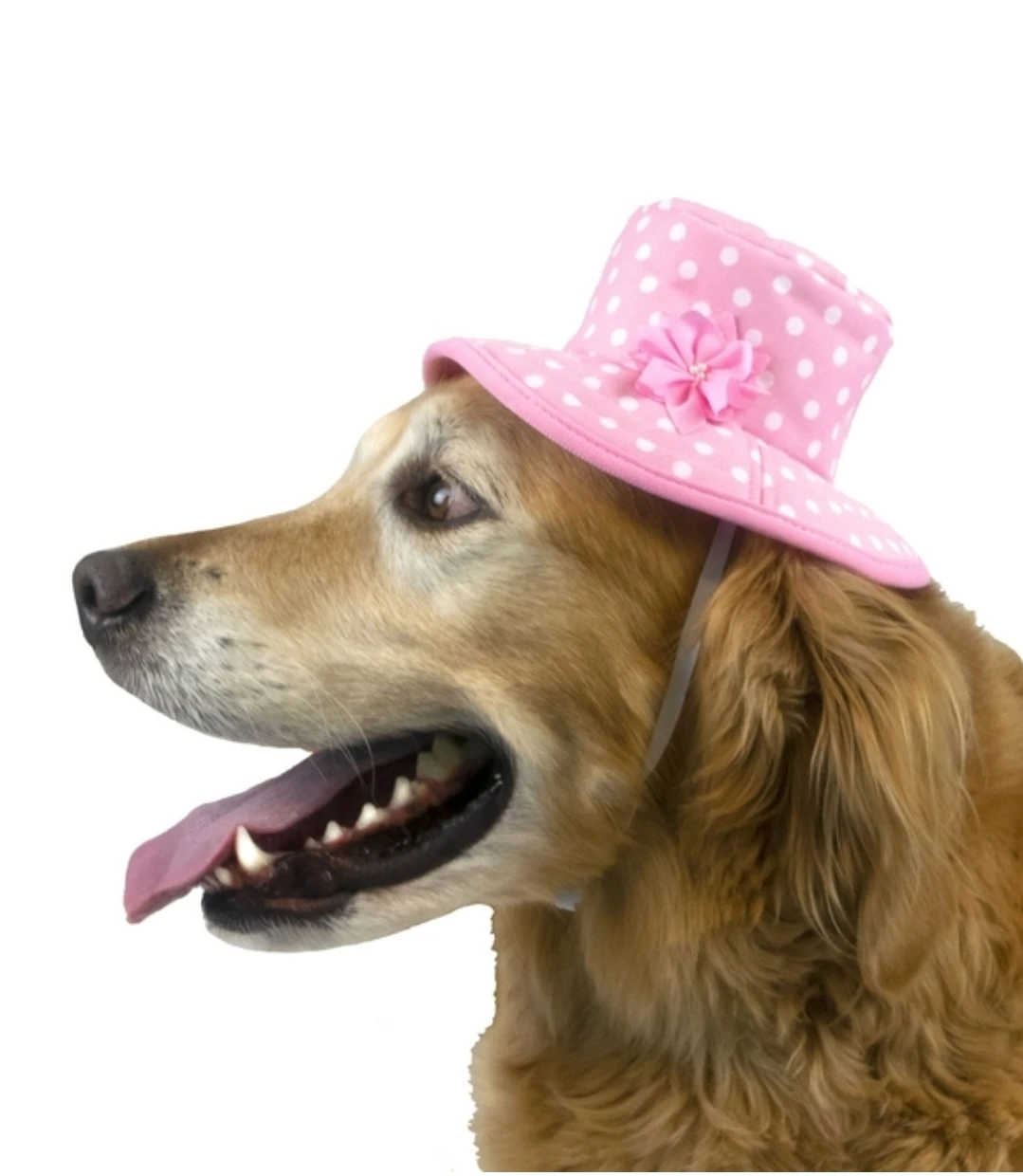 Dog Pink Polka Dog Bucket Hat 🏈