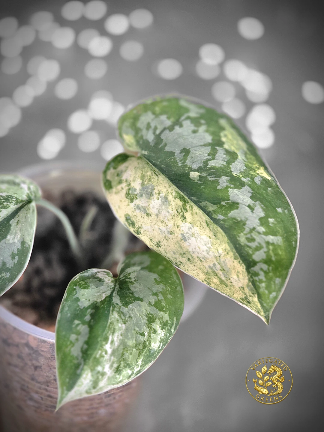 Scindapsus pictus Halimoon "Aureate Strata" - photo 4