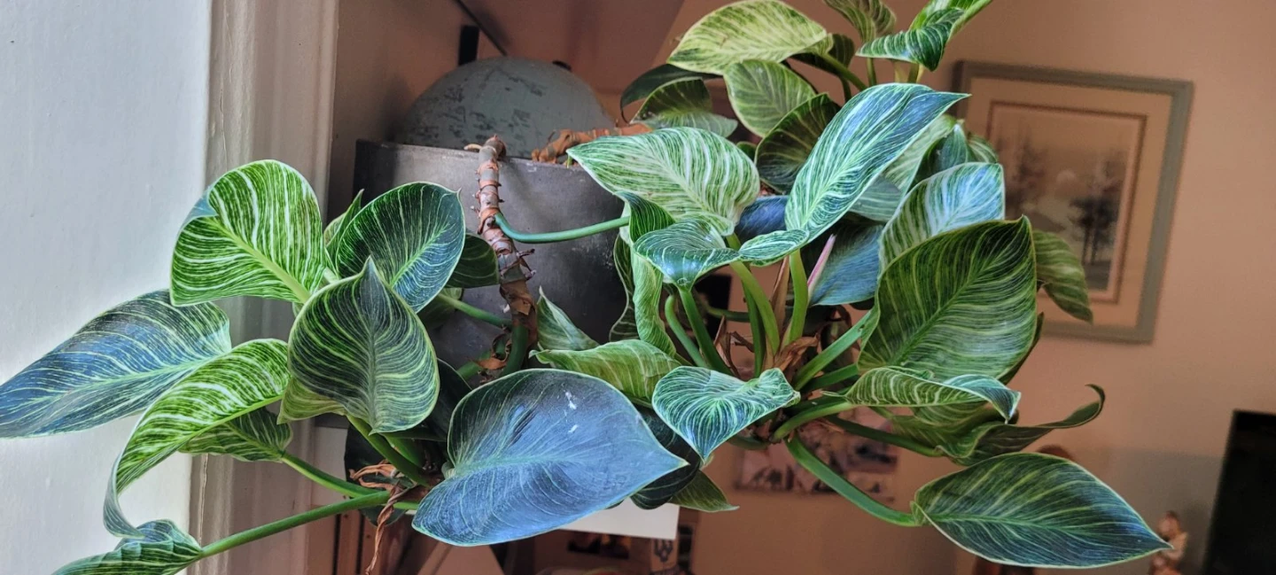 Philodendron Birkin Houseplant - photo 2