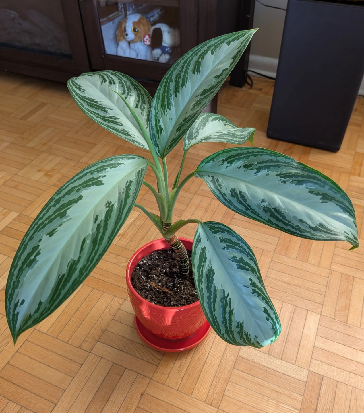 Aglaonema Healthy Plant in Orange Pot - photo 2