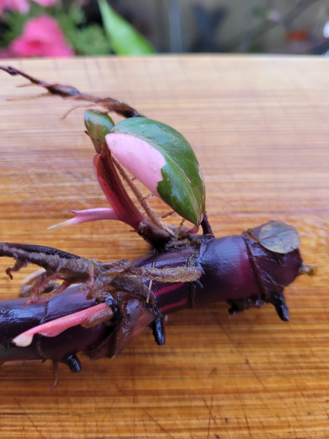 Philodendron Pink Princess Cutting - photo 2