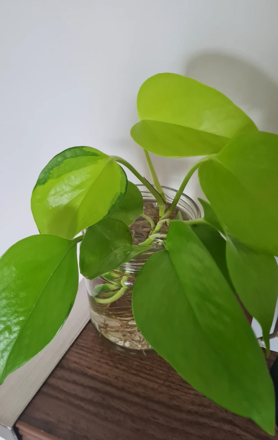 Neon Pothos Plant Rooted in Water! 🌱🌱 - photo 2