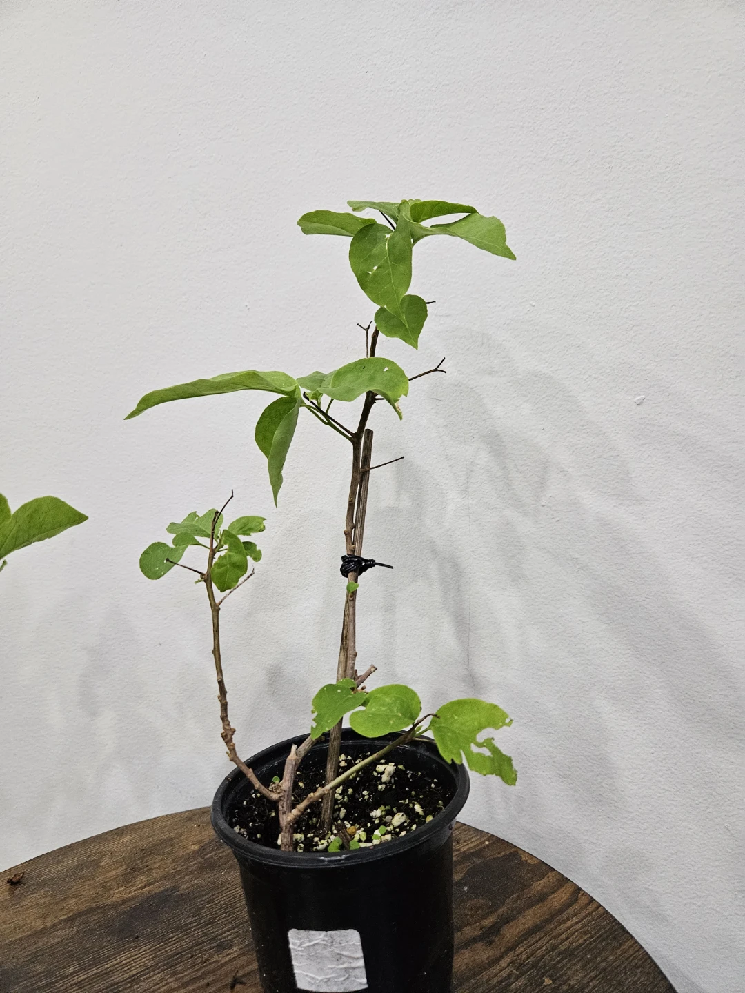 White Bougainvillea Plant