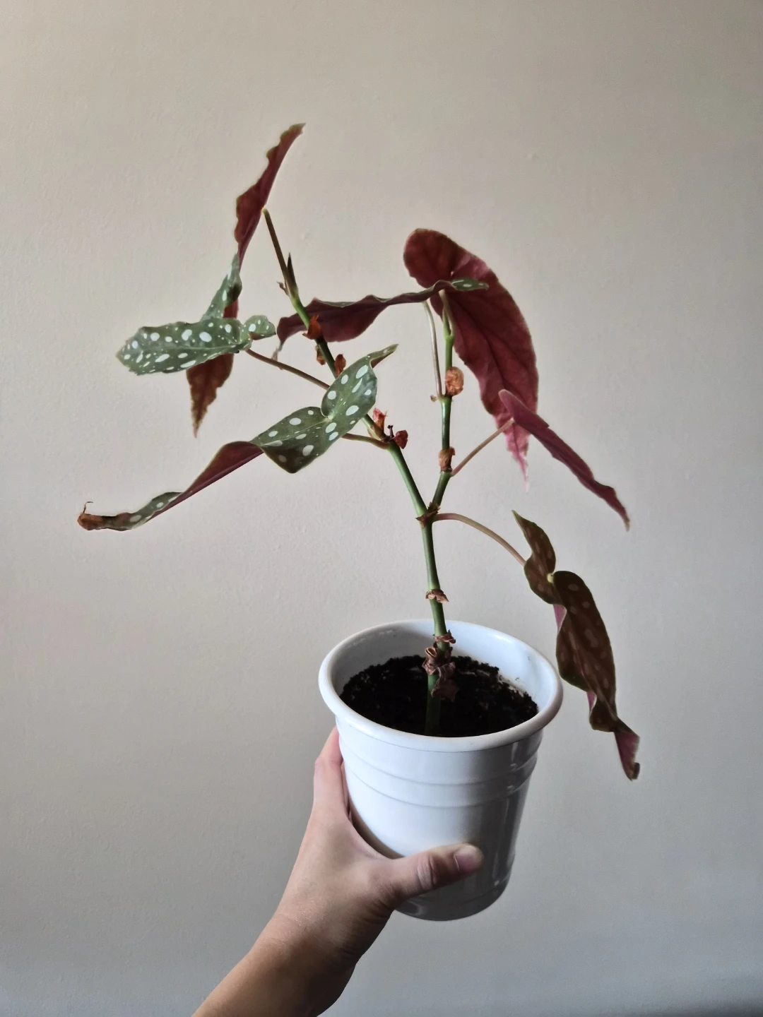 Polka Dot Begonia Plant - photo 2