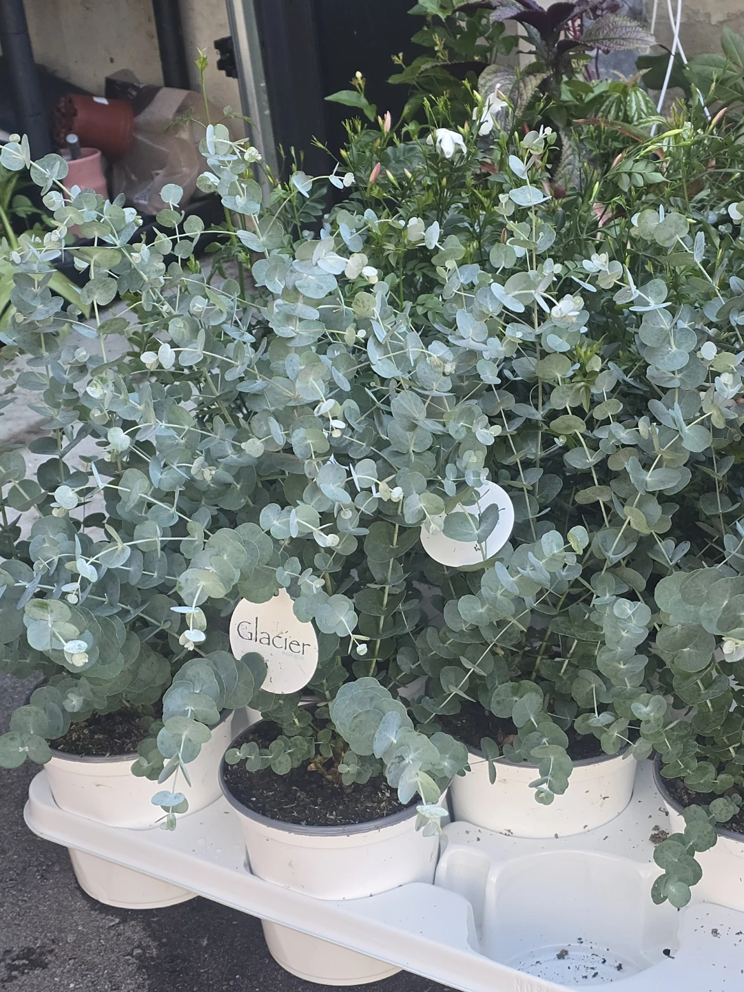 Glacier Eucalyptus Plant - photo 2