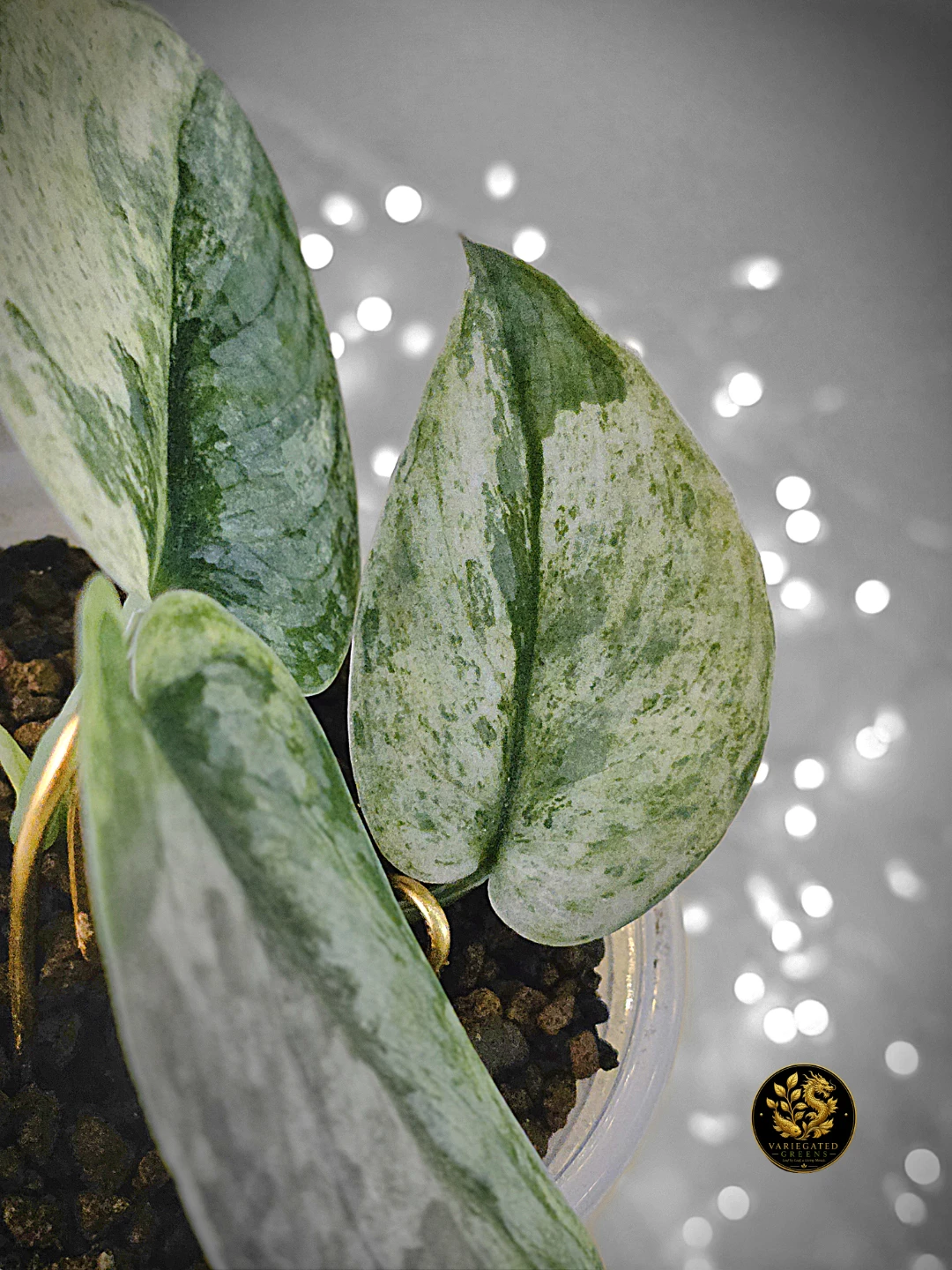 Scindapsus pictus Halimoon "Intricate Mosaic" - photo 4