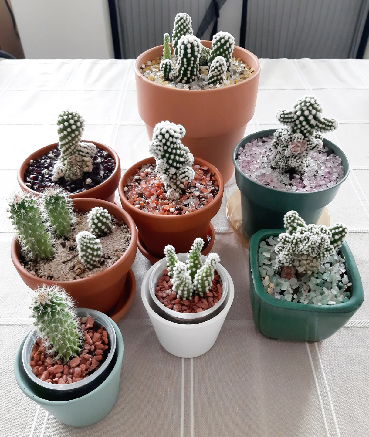 Mammillaria Gracilis Oruga + Backebergiana Cactus Plants