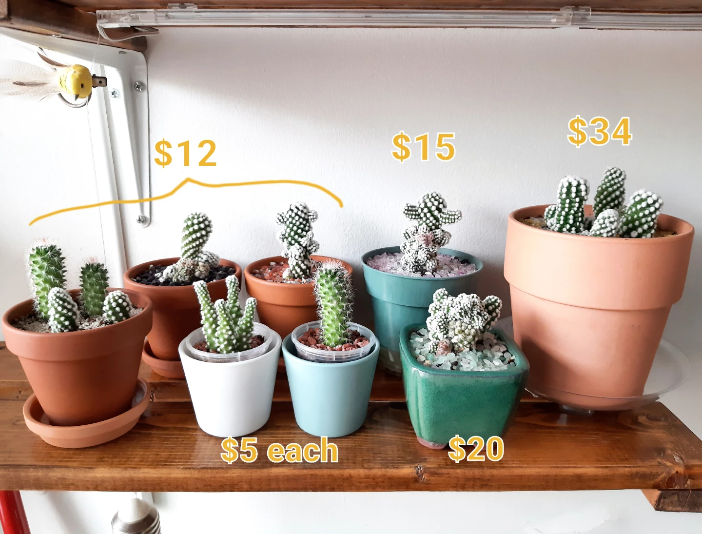 Mammillaria Gracilis Oruga + Backebergiana Cactus Plants - photo 3