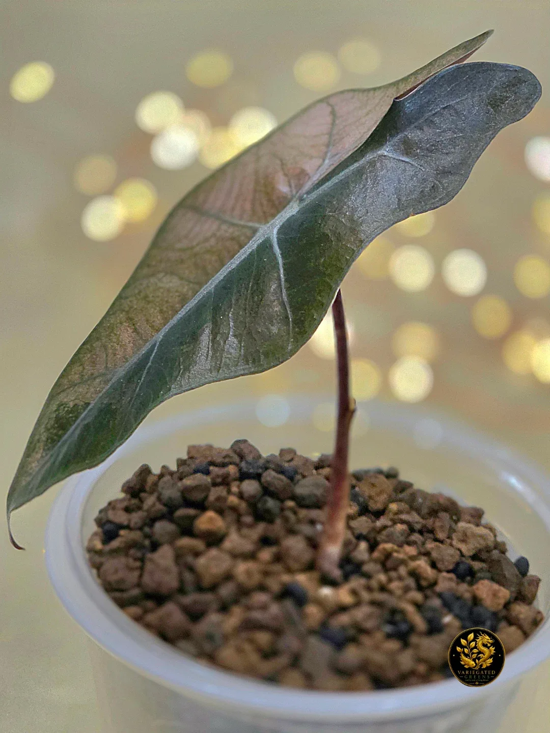 Alocasia pseudosanderiana "Rosewood Divide" - photo 4