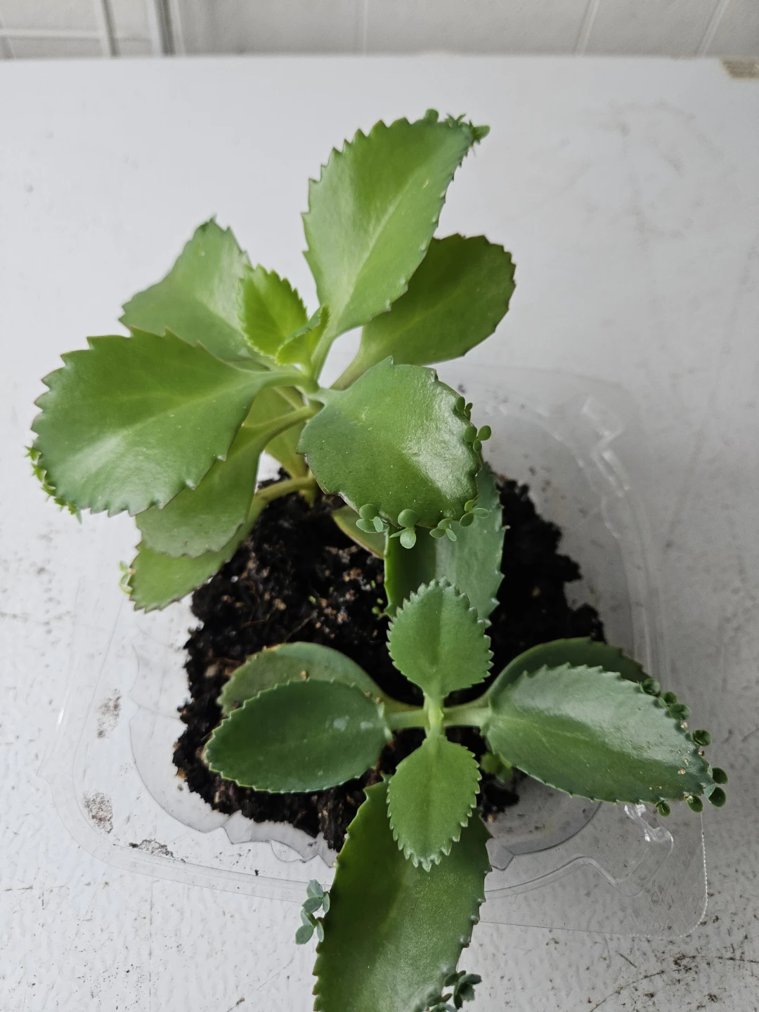 Mother of Thousands Plant