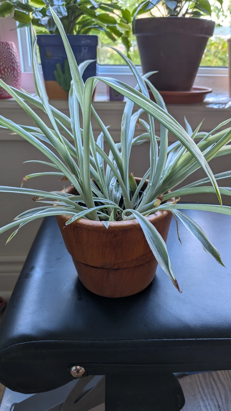 Spider Plant