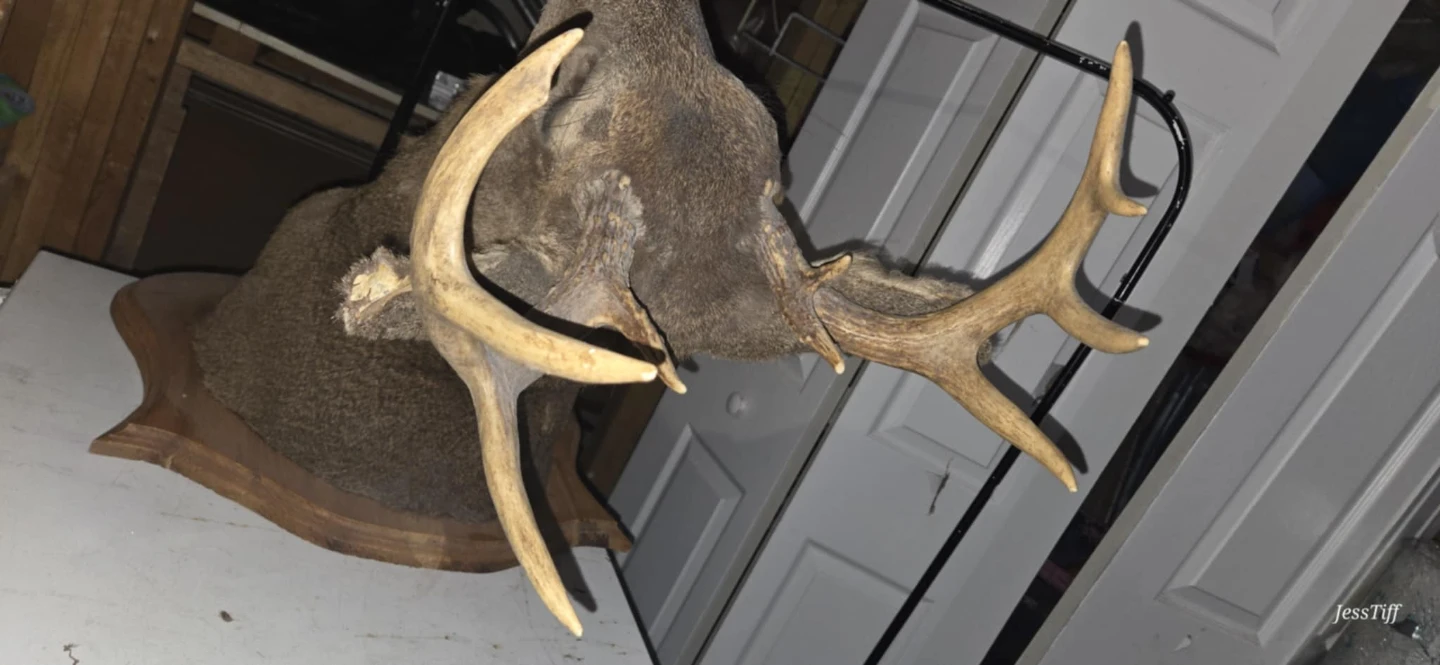 Taxidermy