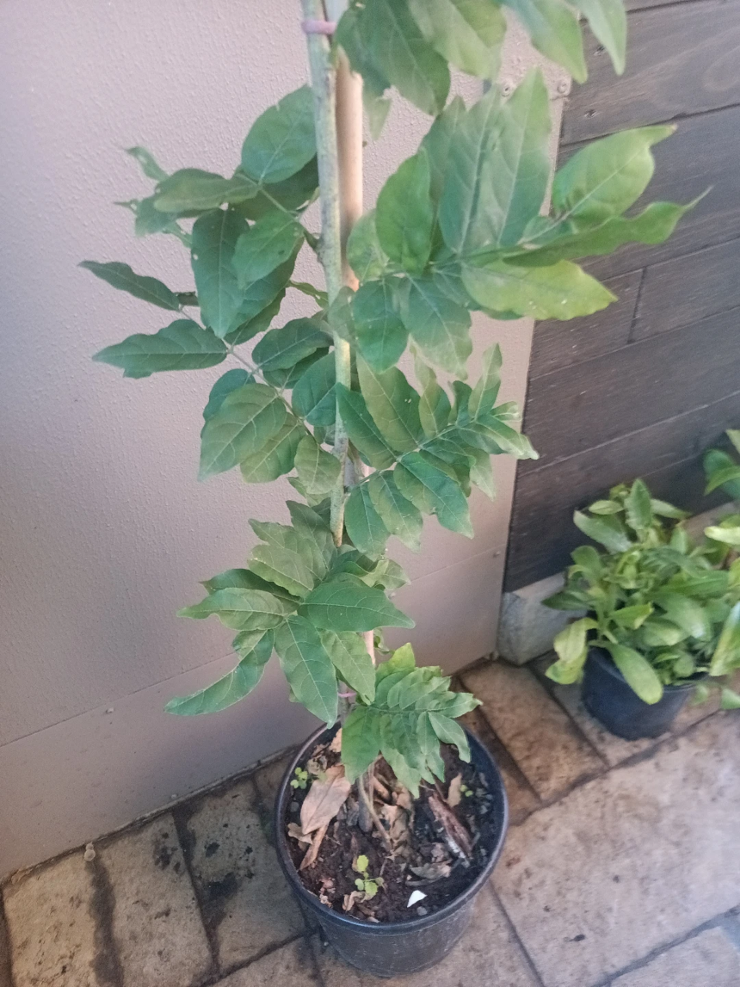 Wisteria Plant - photo 2
