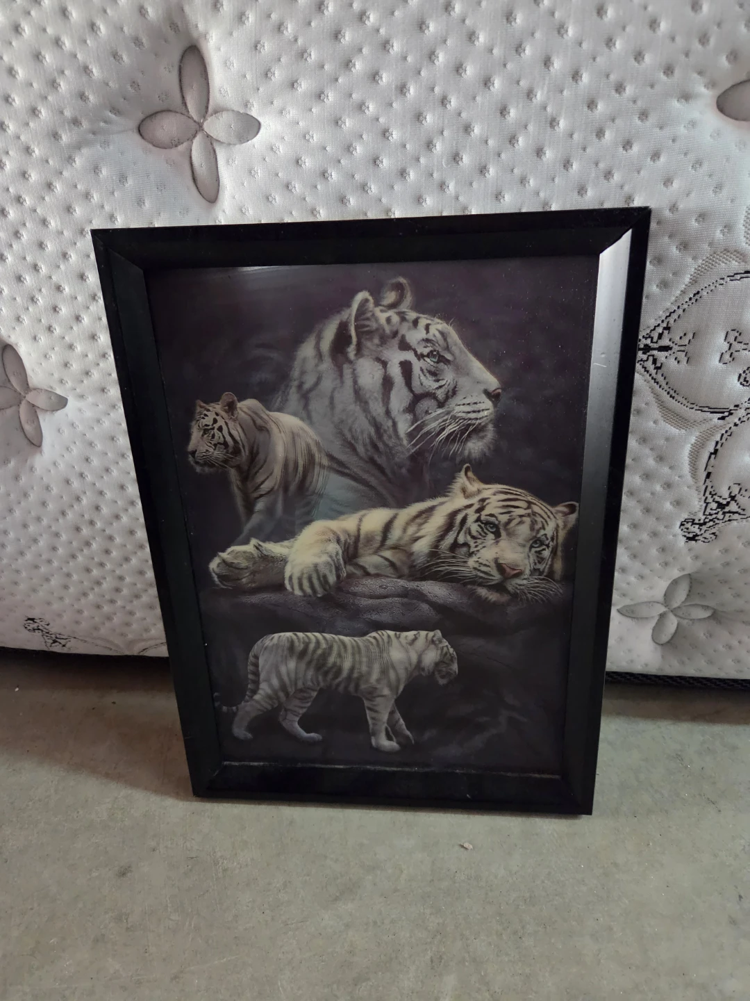 White Tiger Framed Print