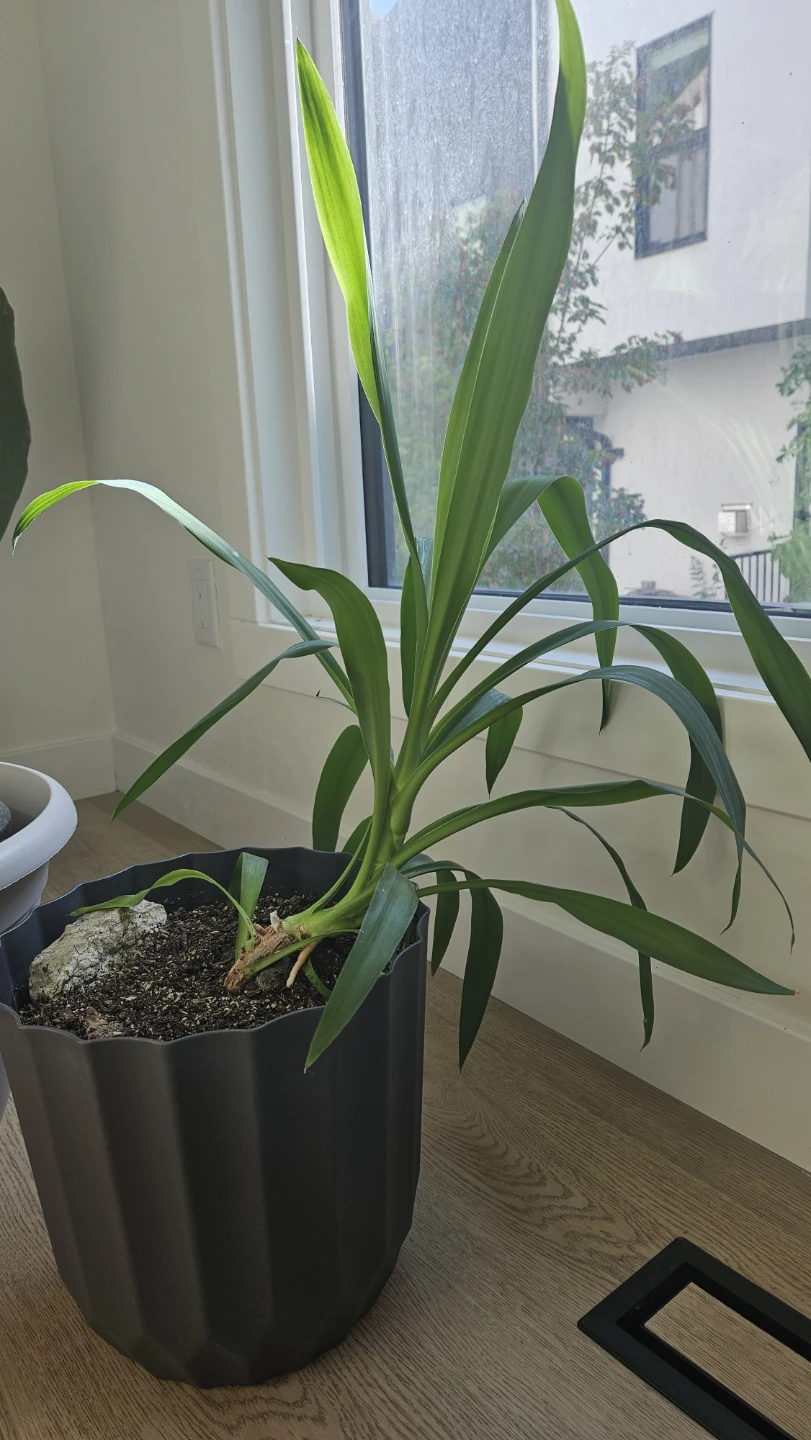 Yucca plant in black pot - photo 4