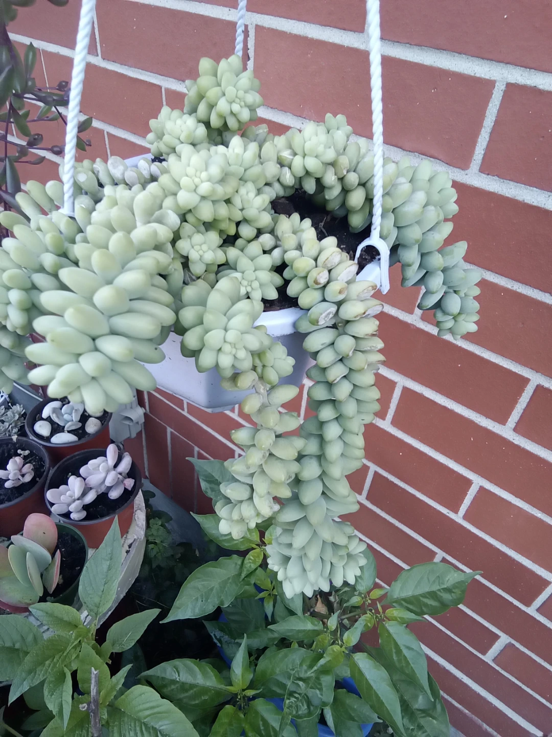 Burro's Tail  6" pot full sun