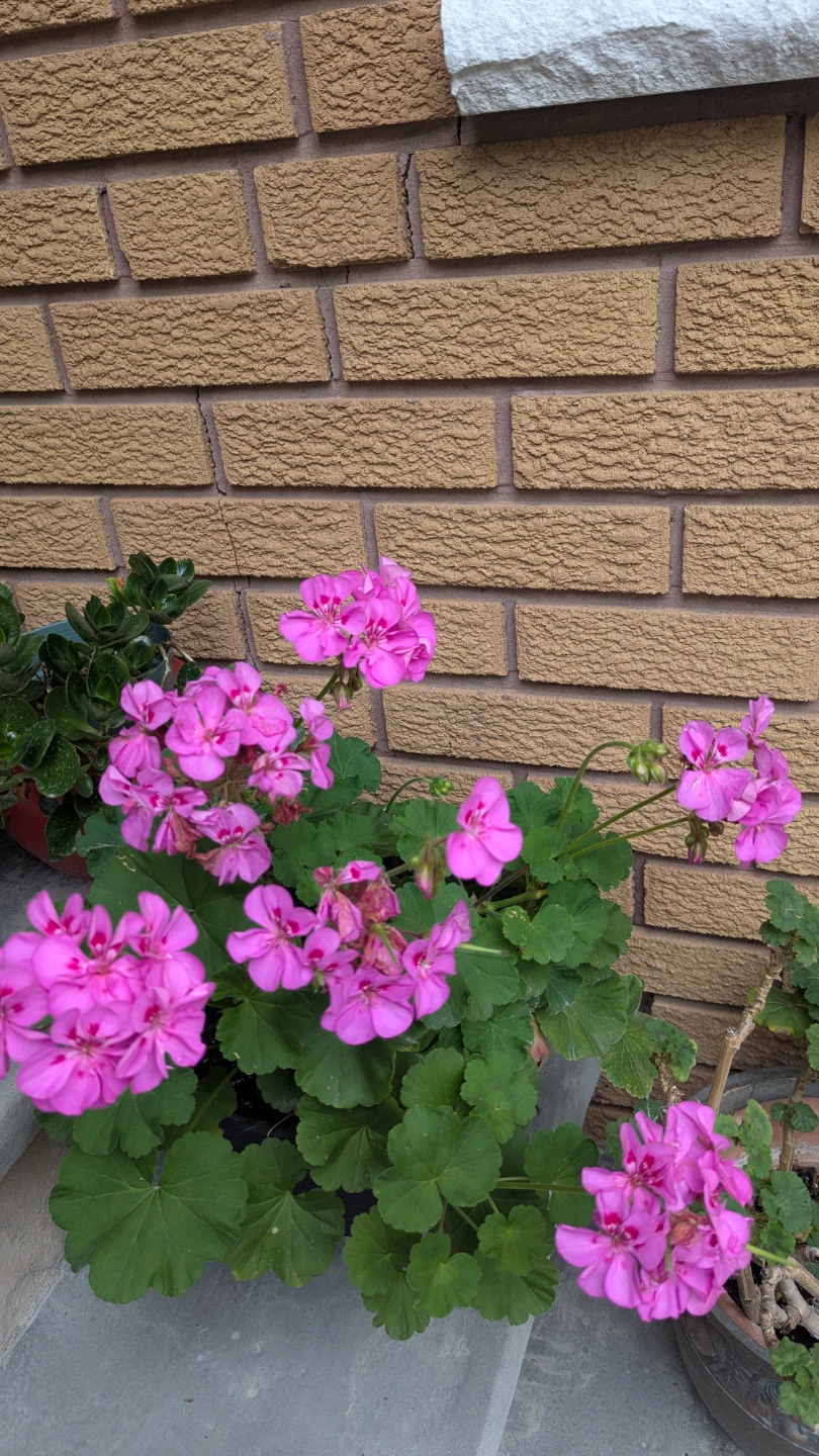 Pink Geranium Plant in Pot
