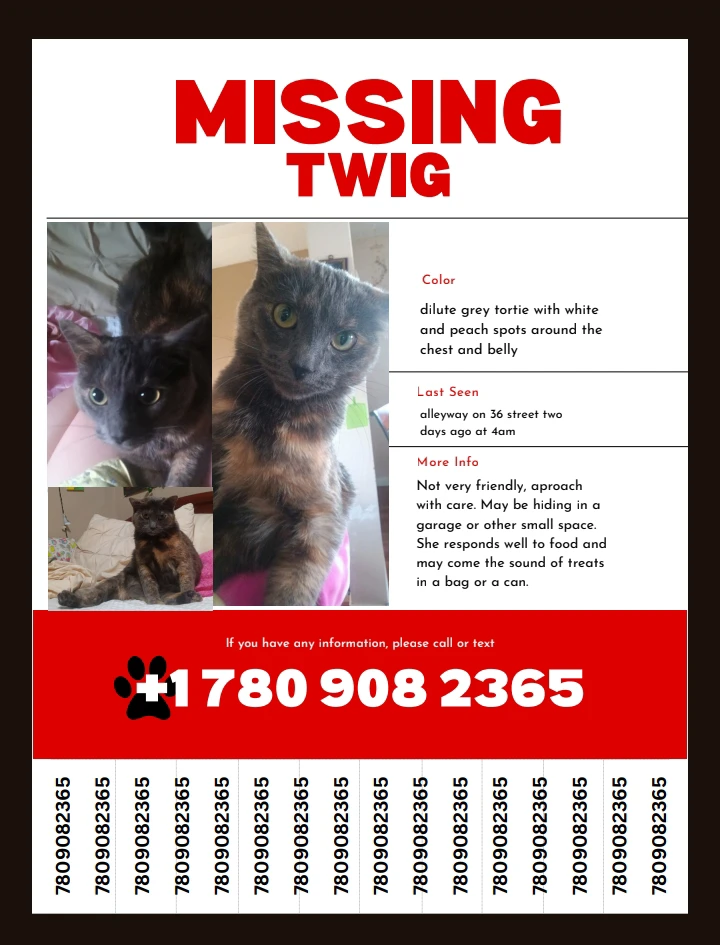 Missing Cat: Twig - Abbotsfield/beacon heights