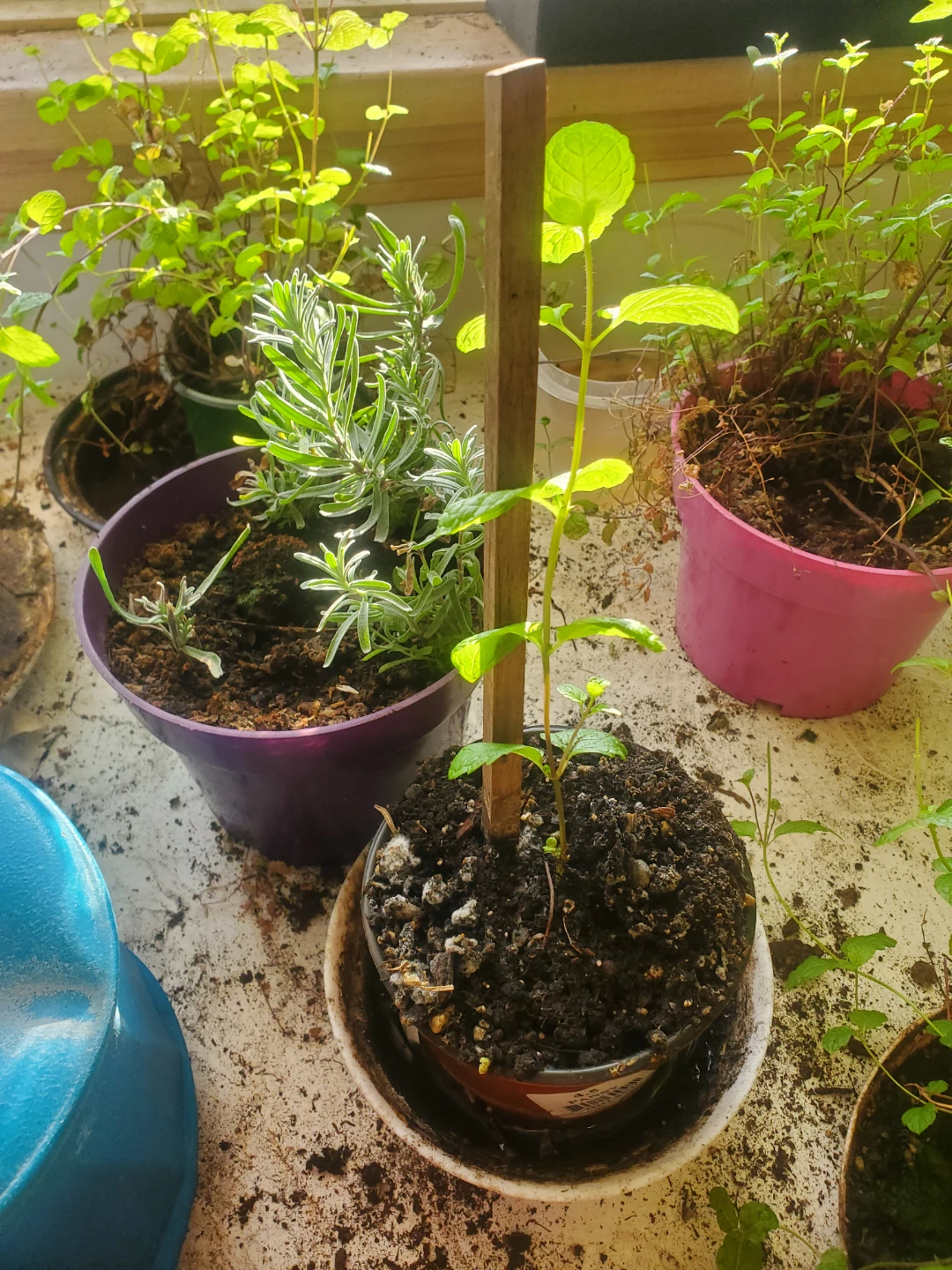 Mint plants($5 each)